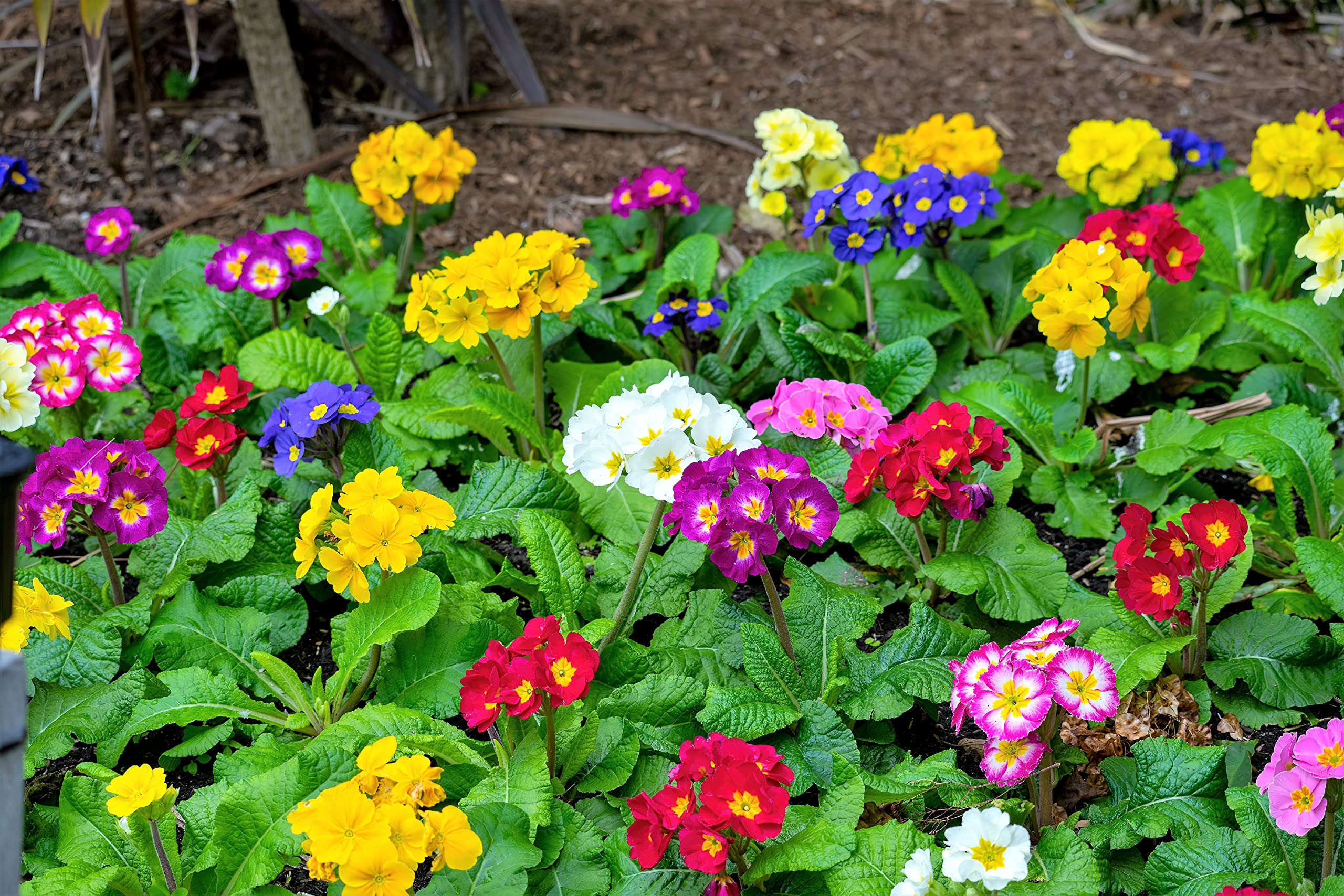 Amazon.com : 50 Mixed Colors English Primrose Primula Vulgaris